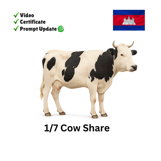 Eid Qurban Cow Share - Cambodia