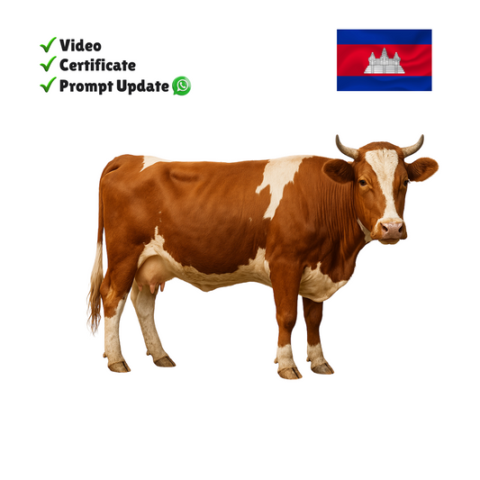 Eid Qurban Whole Cow - Cambodia