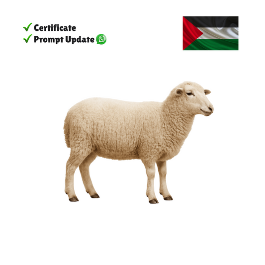 Eid Qurban Sheep/Goat - Palestinian Refugees